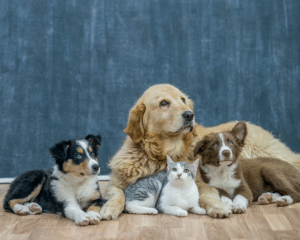Pet Friendly Floors
